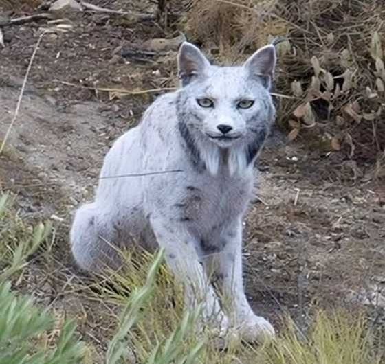 Beyaz İber Vaşağı (Video)