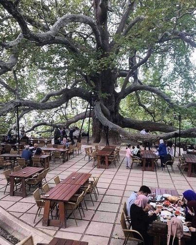 Bursa chenar tree