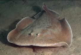Electric Stingray Facts